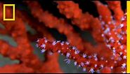 See the Beautiful and Endangered Red Coral of the Mediterranean | National Geographic