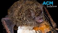 Thumb-sized bat wins Aussie mammal of the year