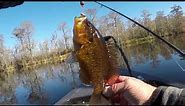 catching winter warmouth,bluegill,and redear sunfish.