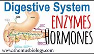 Digestive enzymes and hormones