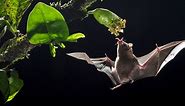 How nectar bats fly nowhere