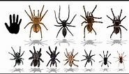 Top 20 Largest Spider Species | Explained