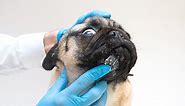 Folliculitis in Dogs: 10 Causes and How to Treat Them
