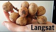 Langsat Review - Weird Fruit Explorer - Ep. 2