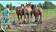 Strong Belgian Draft Horses Working on the Farm - Merelbeke