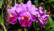 What are some popular Brazilian flowers?