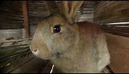 conejo marrón - macho