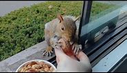 Squirrel asks me politely to let go of the nut
