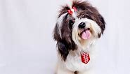 700  Awesome Male Shih Tzu Dog Names Ideas (2024)