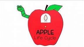 Apple Life Cycle Craft for Kids