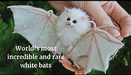 World's most incredible and rare white bats 🦇🦇