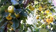 Apple Pear Harvest at Grandma's!