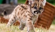 ADORABLE Baby Puma Cub!