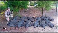 Wild Hog Trapping | (14) 12/12 Success Trapping Feral Hogs in June Corn | JAGER PRO™