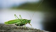 Lucky Cricket Meaning and Symbolism | LoveToKnow
