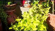 How to propagate Ornamental Sweet Potato Vine || grow Sweet Potato Vine easily at home