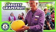 Largest grapefruit in the world! - Guinness World Records