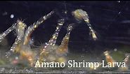 Amano Shrimp Larvae - Side View