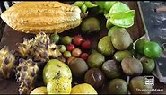 Jamaican topical fruit tree//exotic fruits paradise//Jamaica exotic fruits
