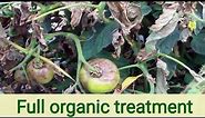 Tomato plant disease and organic treatment