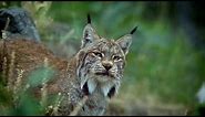 Blue Buffalo Wilderness Cat Food | Lynx Spirit