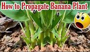 The World should know this Technique How to propagate Multiple Banana Trees