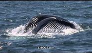 CISCOS - Whale Watching - Channel Islands - Oxnard, CA