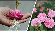 The method of growing roses from buds | How to propagation Roses | Bear's Garden