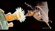 Love tequila, love pollinating bats!