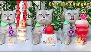 Chef Cat's Super Long Food Collection Makes You Satisfying！ | Cat Cooking Food | Cute And Funny Cat