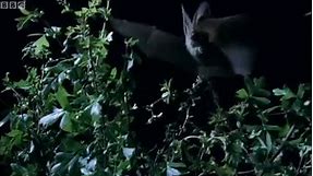 How do Bats Hunt Their Prey| Top Bat | BBC Earth