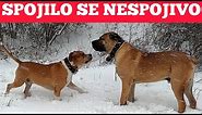 AMERIČKI STAFORD VS SOP !!! Srpski odbrambeni pas - Srpski Mastif
