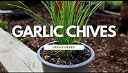 How to Grow Garlic Chives