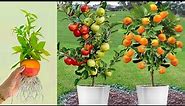 Best Skill Grafting Apple with Orange with Aloe Vera & Banana / How to grow apple and orange trees