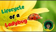 Ladybug Life Cycle | All about Ladybugs