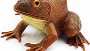 Gemini& Genius Tree Frog Realistic Hand Painted Toy for Backyear Decor, Carnival Game. Bullfrog Figurine Plastic Frogs Rubber Animal Toys for Educational, Role Play, Gifts for Ages 3 and Up Kids