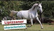 Lipizzan horse | characteristics, origin & disciplines