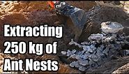 Extracting 250 kg of ant nest castings. Triple Casting Bull Ant Nest Casting - Days 3 - 5