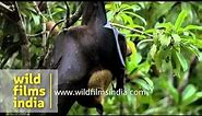 Fruit bat hanging on a Chiku tree