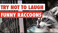 Try Not To Laugh | Funny Raccoon Video Compilation 2017