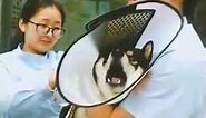 Dog screaming at vet Shiba inu