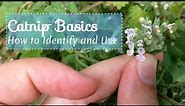 Catnip Basics: How to Identify and Use