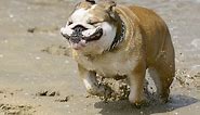 9 Funniest Bulldog Videos [NEW]