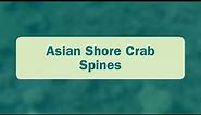 Asian Shore Crab Spines