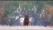 Giant Saskatchewan bull elk!