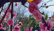 Beautiful cherry blossom in Osaka Castle Park 🌸