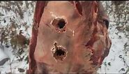 Meat and bone ballistics test 5.56 .22LR 00Buck 1oz slug