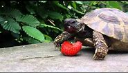 Turtle eats strawberry