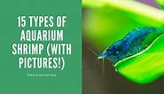 Aquarium Shrimp Types - 15 Great Choices (With Pictures)