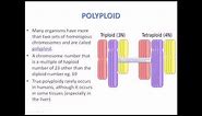 What is Polyploidy